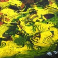 云南省文山市树头菜种植实现经济生态“双赢”