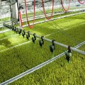 昆明打造全省高原特色都市现代农业“领头羊”
