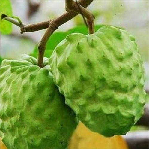 暂无图片