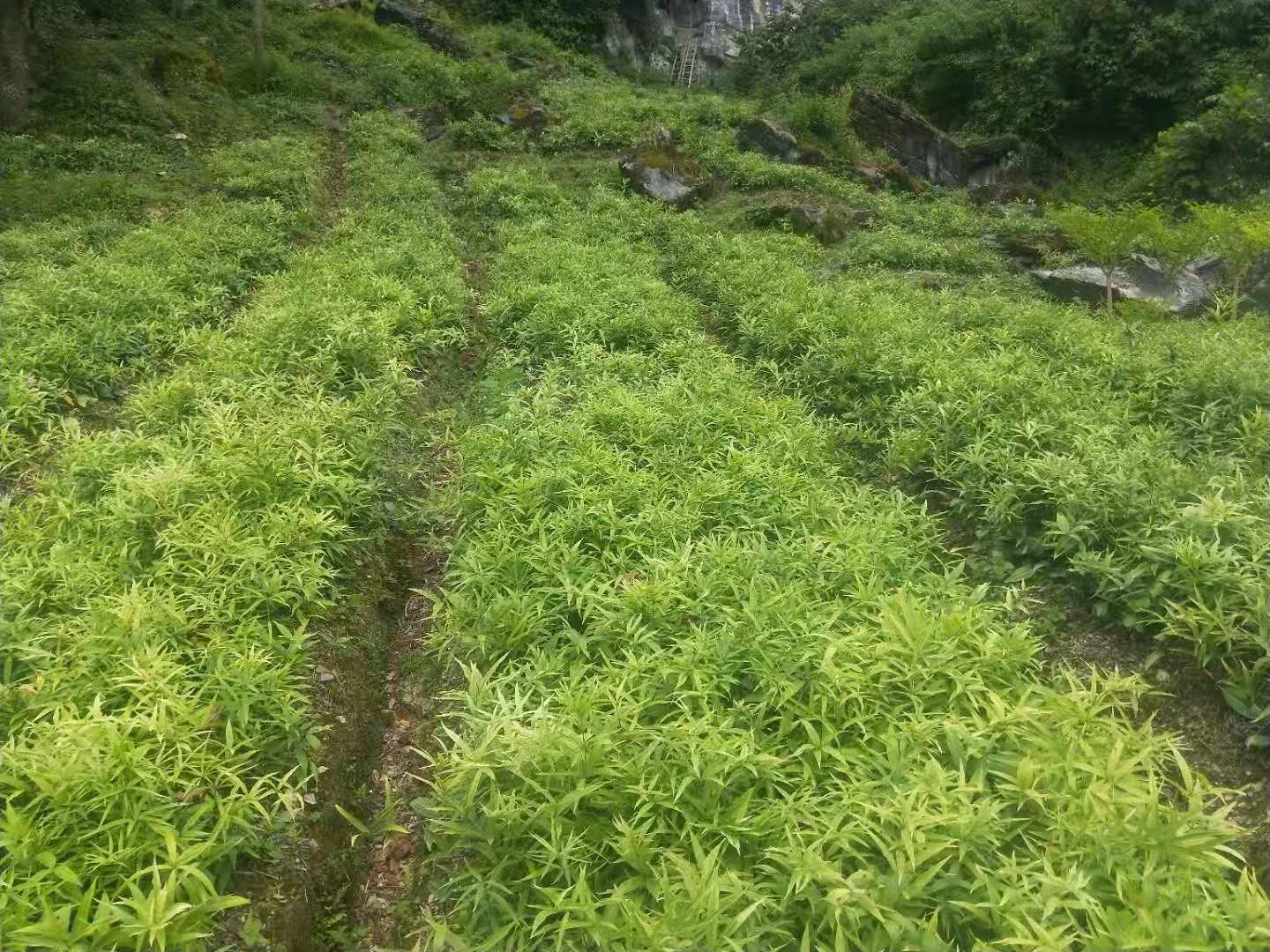 暂无图片